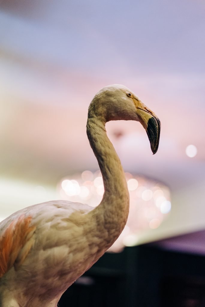 Taxidermy flamingo