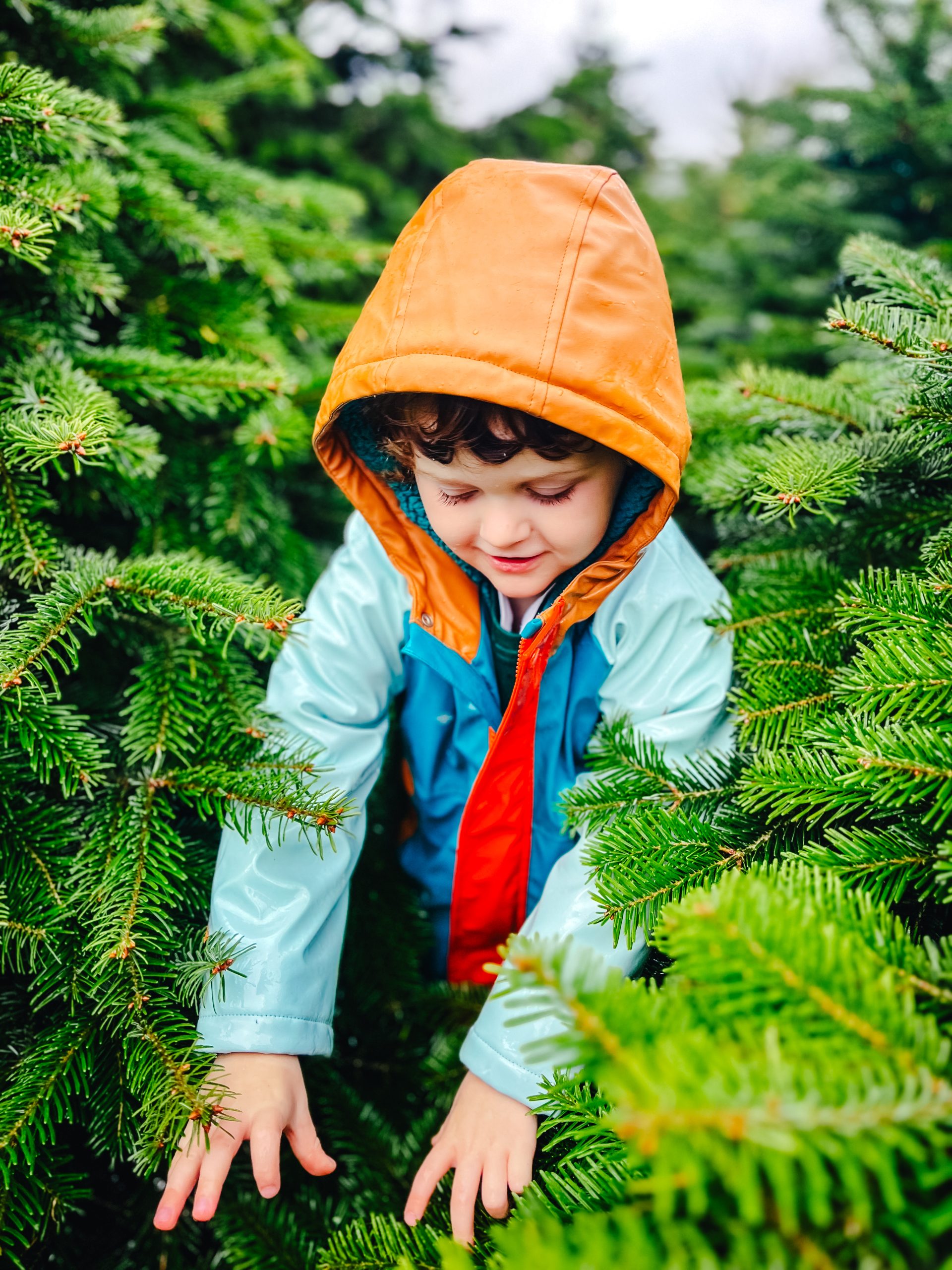 harriet_bird_photography_Christmas-1-2 Christmas Tree Farm Photoshoots
